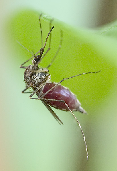 photo "The swine" tags: macro and close-up, nature, insect