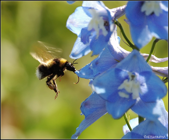 photo "I am coming" tags: nature, macro and close-up, insect