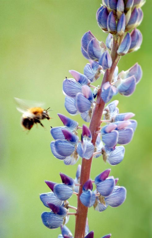 photo "Busy bee" tags: nature, 