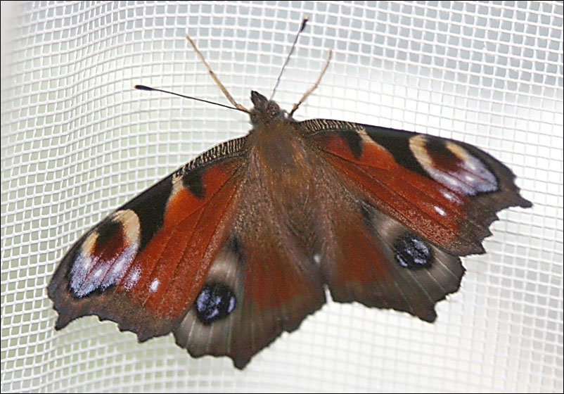 photo "Butterfly" tags: macro and close-up, nature, insect