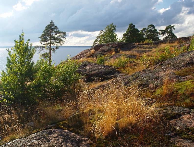 photo "Again on the Vyborg rocks" tags: landscape, forest, summer