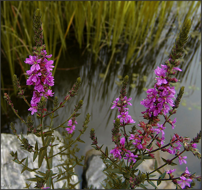 photo "bog's flowers" tags: nature, flowers