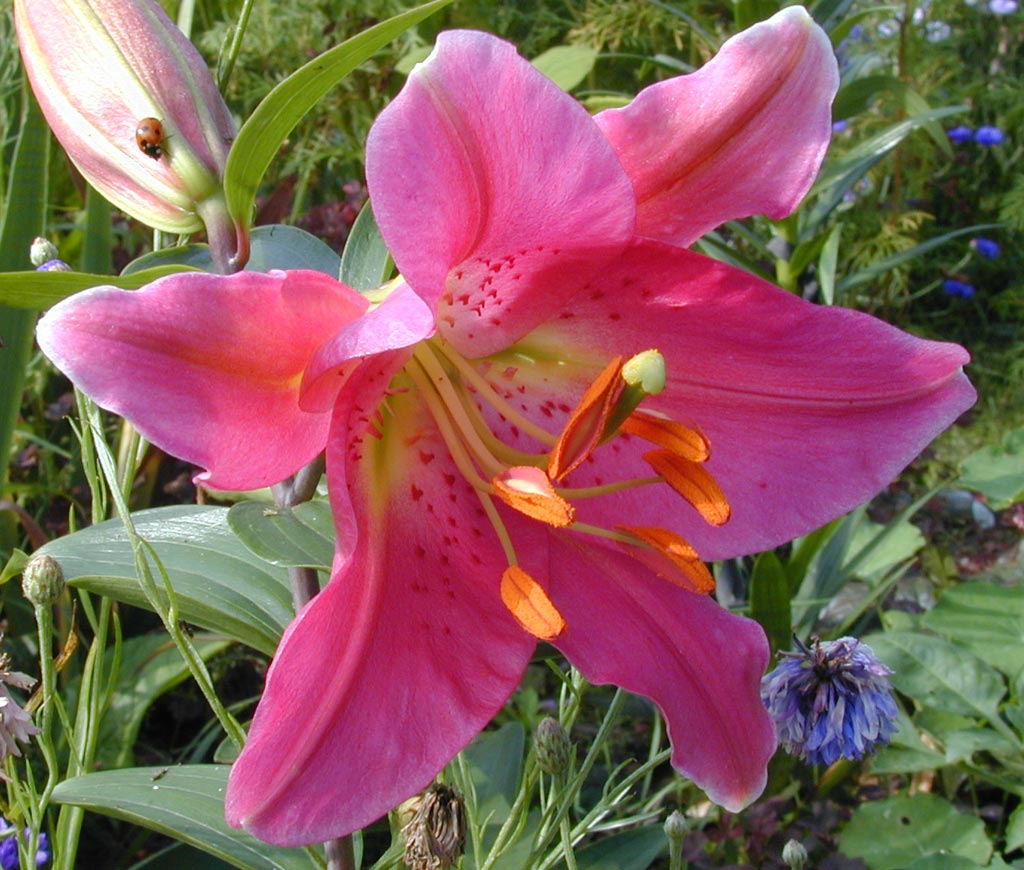 photo "Harmony of masculine and feminine" tags: nature, macro and close-up, flowers