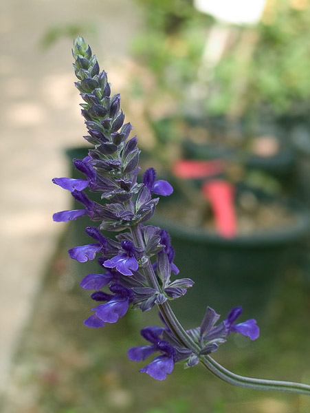 photo "Dark blue" tags: nature, flowers