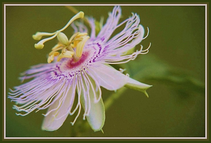 photo "Field Flower" tags: nature, flowers