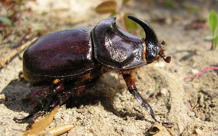 photo "rhinoceros" tags: macro and close-up, 