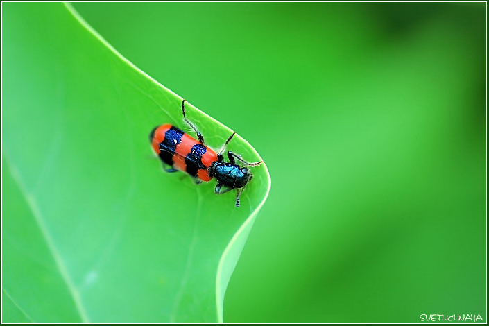 photo "Red on the Green" tags: nature, macro and close-up, insect