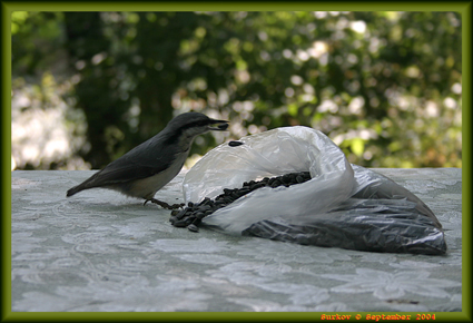 photo "chicken thief" tags: genre, nature, 