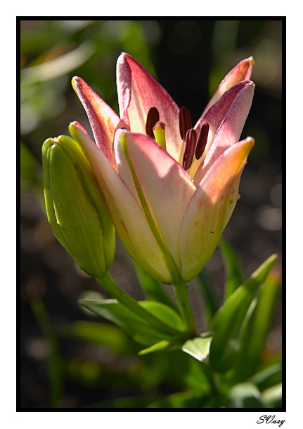 photo "Cheek to cheek" tags: nature, macro and close-up, flowers