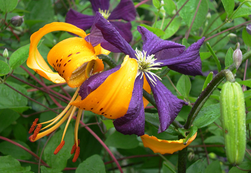 photo "Flower's contrasts. Lily and klematis" tags: nature, flowers