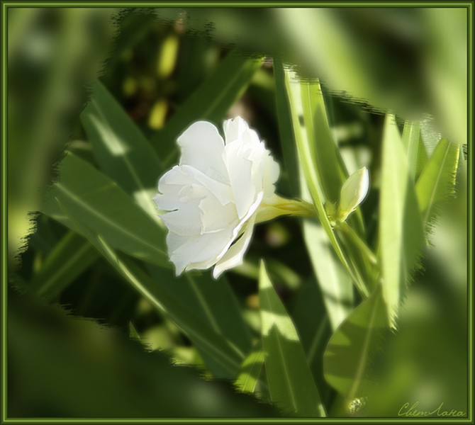 photo "Card" tags: nature, macro and close-up, flowers