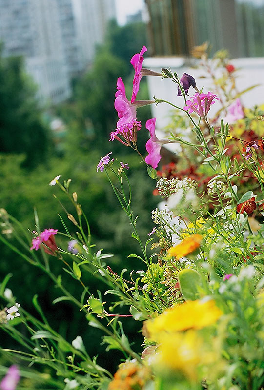 photo "How flowers smells" tags: nature, flowers