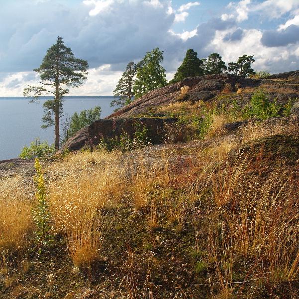 photo "All in the same place, on the Vyborg rocks" tags: landscape, forest, summer