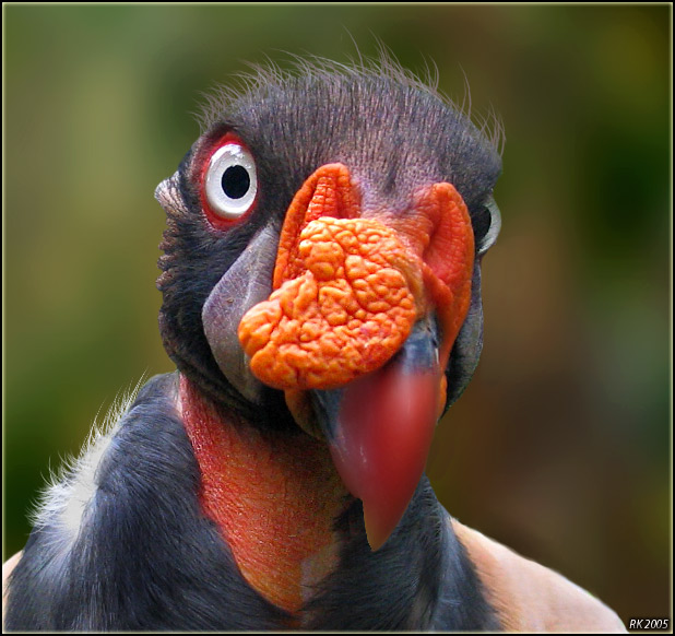 photo "King Vulture" tags: nature, wild animals