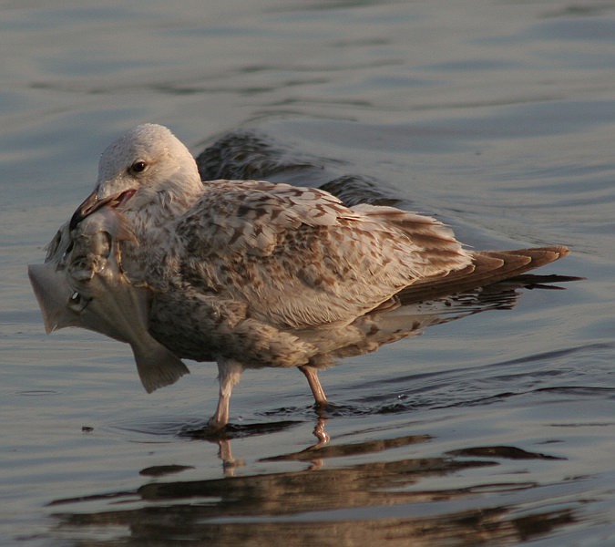 photo "I have got a fish" tags: nature, wild animals