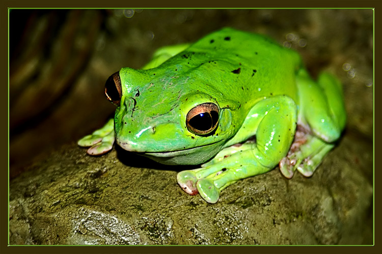 photo "Tsarevna - a frog" tags: nature, macro and close-up, wild animals