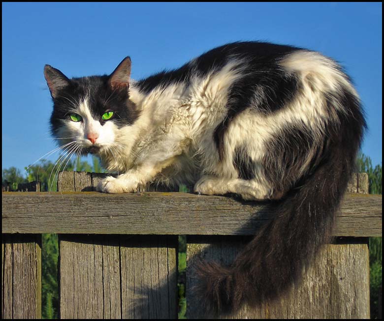 photo "The Robber" tags: nature, portrait, pets/farm animals