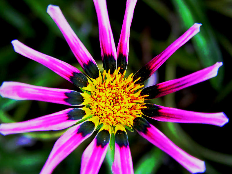 photo "Floral" tags: nature, abstract, flowers