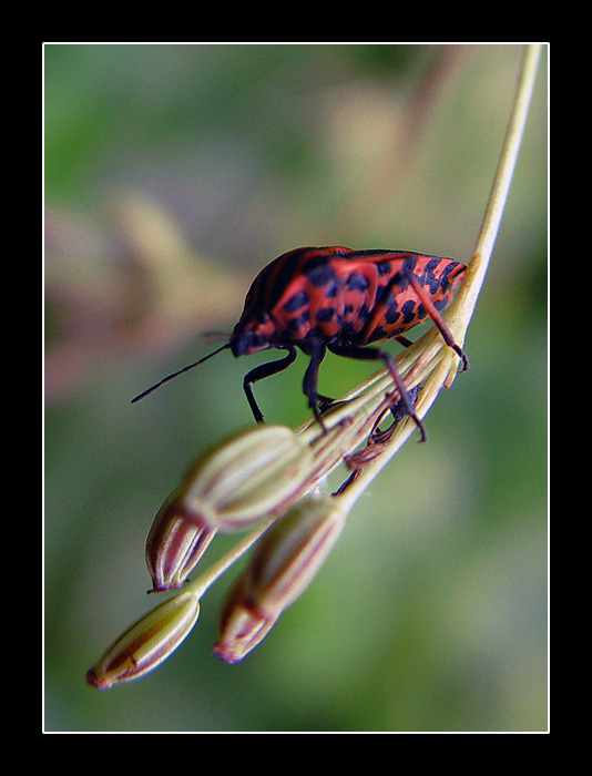 photo "They Are Swung...)" tags: nature, macro and close-up, insect