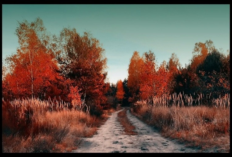 фото "the path to everyware" метки: пейзаж, лес