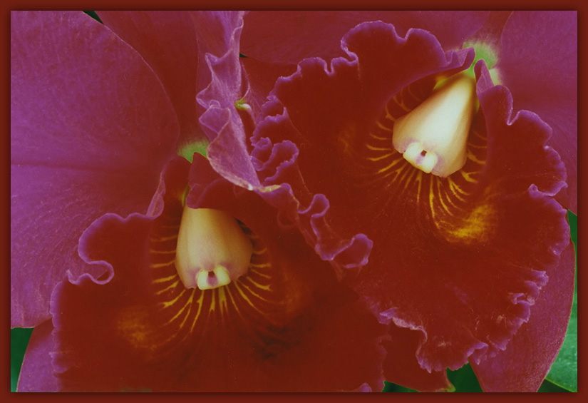 photo "Orchid" tags: nature, macro and close-up, flowers