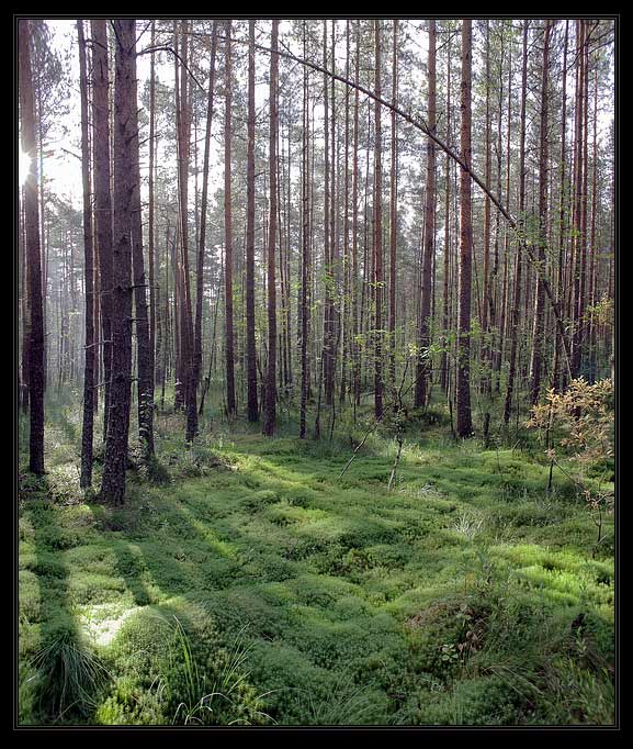 photo "The Ladoga Bogs" tags: landscape, forest, summer