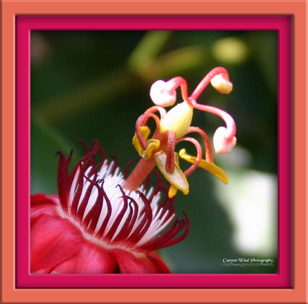 photo "" Heart of the Red Passion Flower "." tags: macro and close-up, nature, flowers