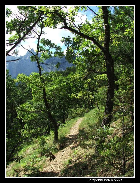 photo "On footpaths of Crimea" tags: landscape, forest, mountains