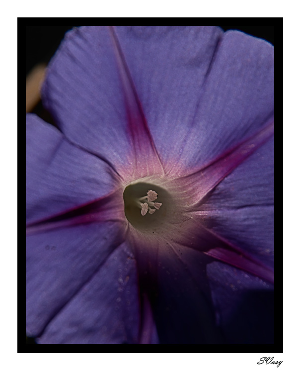 фото "Звездный цветок" метки: природа, макро и крупный план, цветы