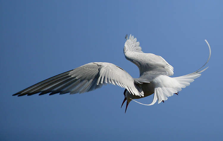 photo "*" tags: nature, wild animals