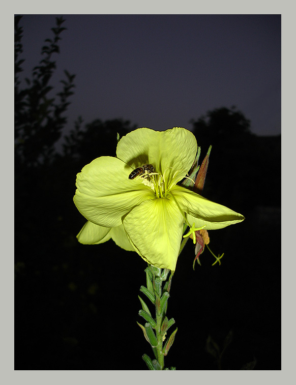 photo "Night shift" tags: nature, insect