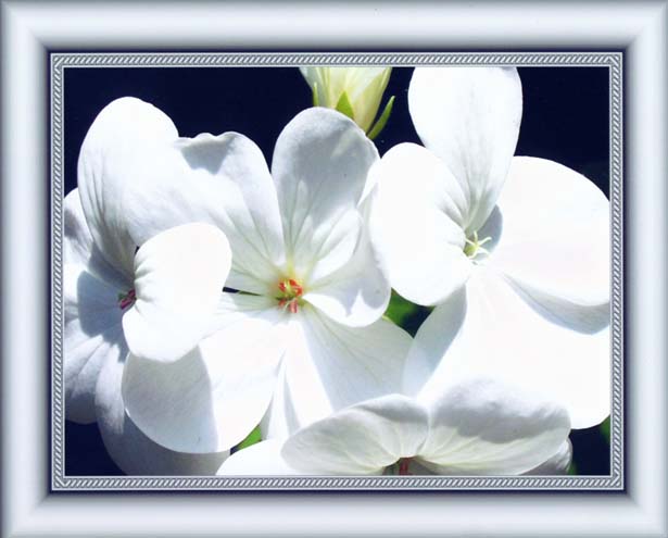 photo "White Geranium" tags: macro and close-up, nature, flowers