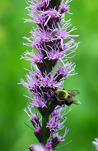 photo "Beauty and the Bee #2" tags: macro and close-up, nature, flowers