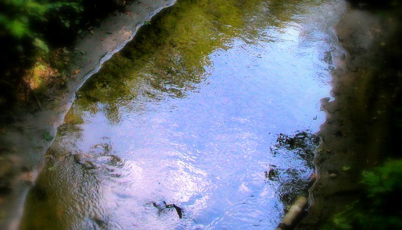 photo "creek bed" tags: landscape, nature, water