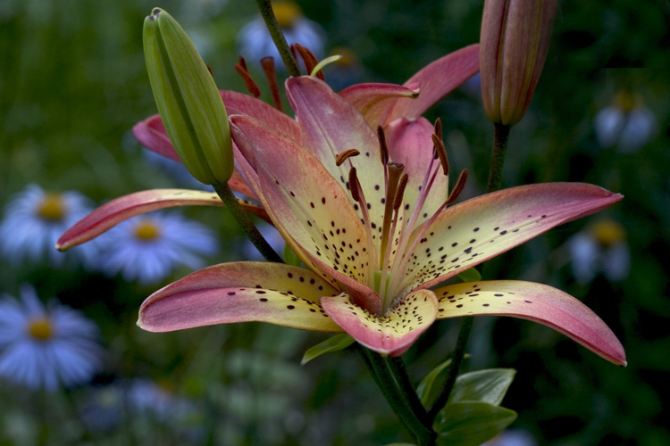 photo "*" tags: nature, flowers