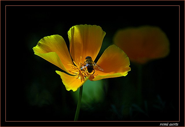 фото "little bee" метки: природа, насекомое, цветы