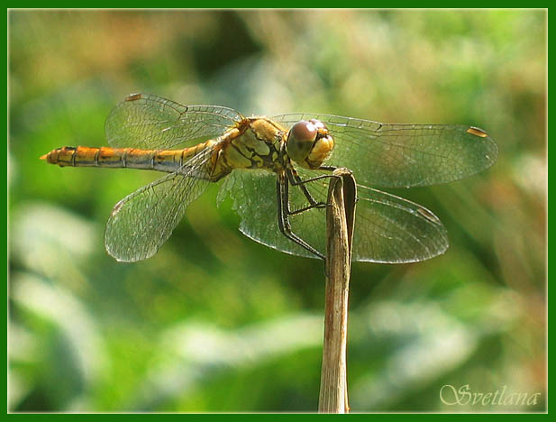photo "Dragonfly" tags: macro and close-up, 