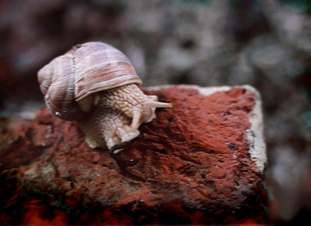 photo "uff, so high to climb" tags: nature, 