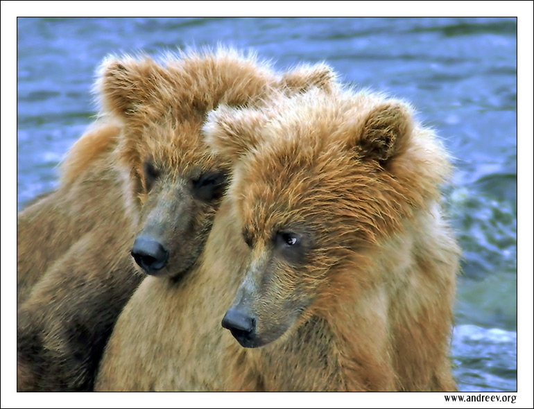 photo "Twins" tags: nature, travel, North America, wild animals