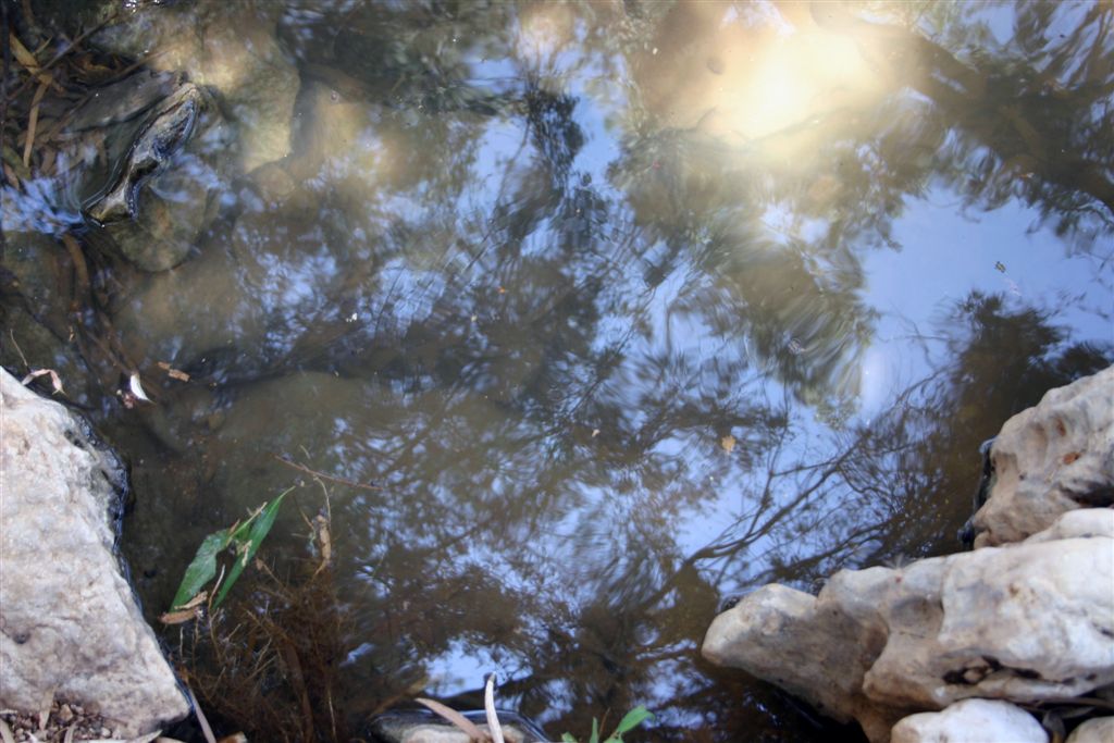 photo "Reflecsion" tags: nature, 