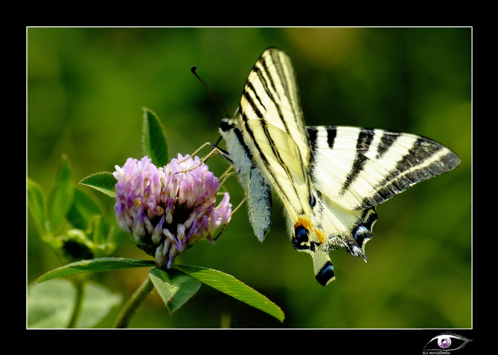 фото "*butterfly*" метки: природа, макро и крупный план, насекомое