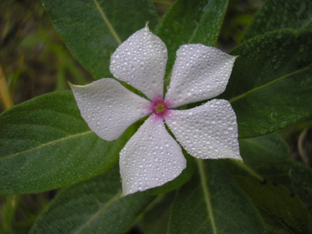 photo "flor" tags: misc., 