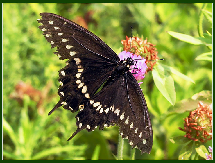 photo "The fallen angel" tags: nature, macro and close-up, insect