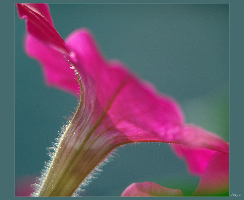 photo "~/~" tags: nature, macro and close-up, flowers