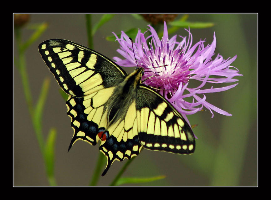 photo "Machaon" tags: macro and close-up, nature, insect