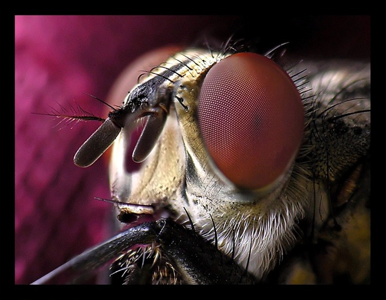 photo "Fly" tags: macro and close-up, 