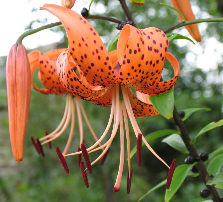 photo "Lilies2" tags: nature, macro and close-up, flowers