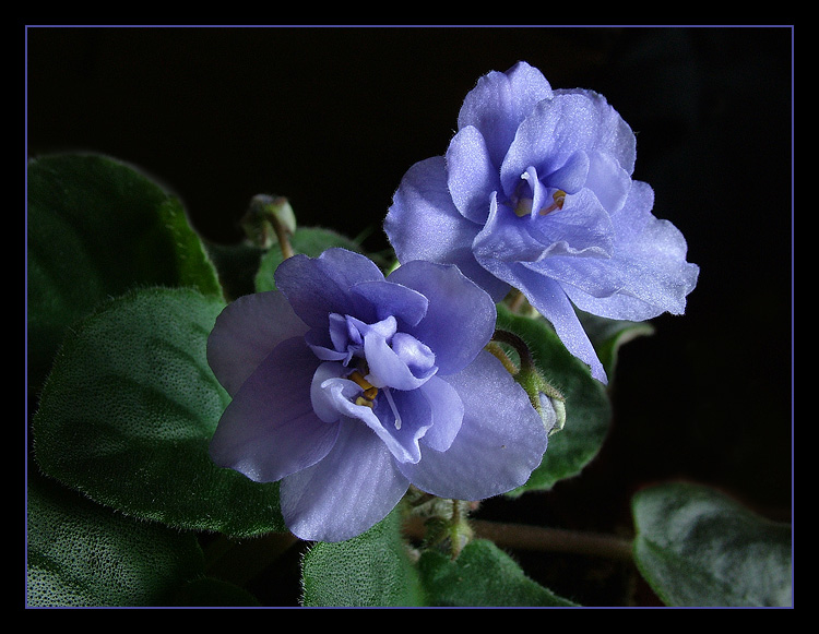 photo "Violet" tags: nature, flowers