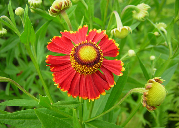 photo "like flying" tags: macro and close-up, nature, flowers