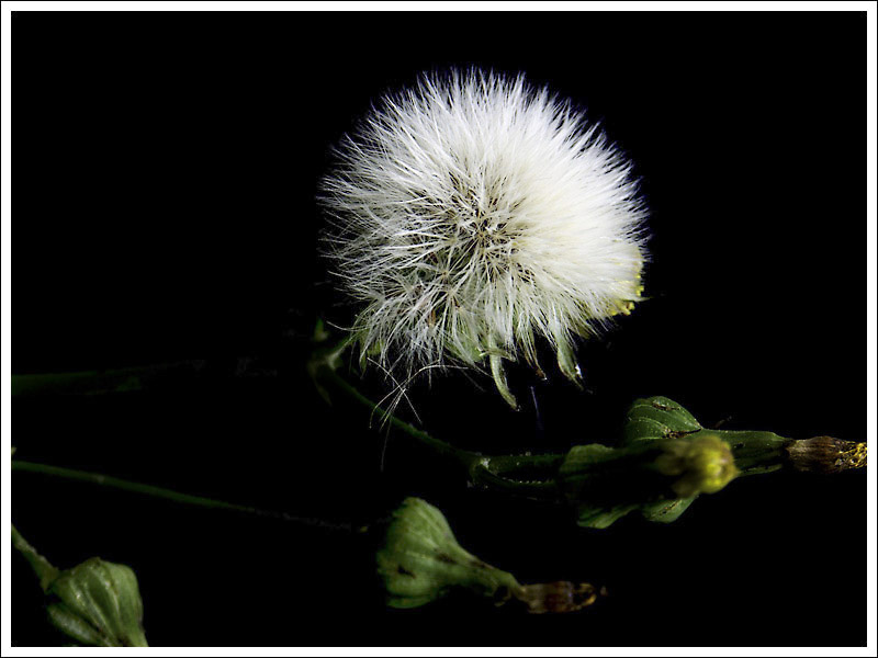 photo "lonely heart" tags: nature, macro and close-up, flowers